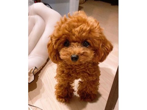 Havalı poodle patiler
