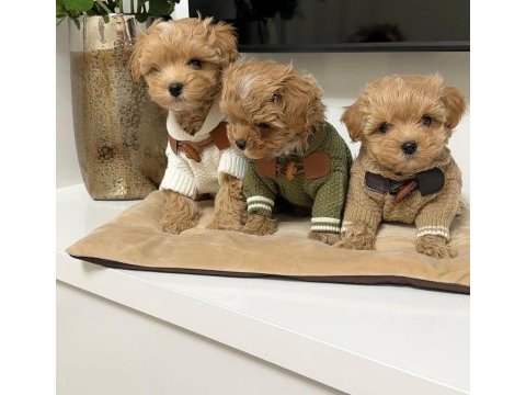 Safkan ırk garantili maltipoo yavruları mevcut