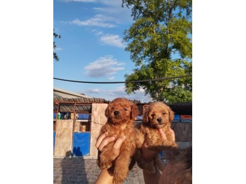 Toy poodle yavrularımız çiftliğimizden