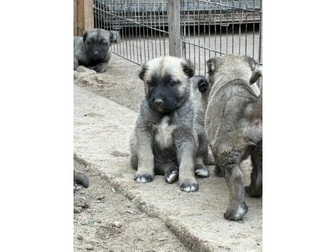 Çiftlikten safkan kangal