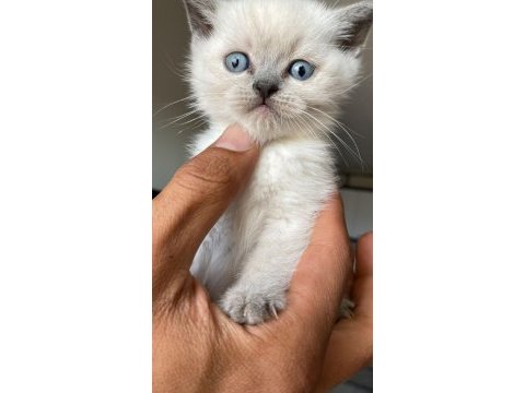 Blue point safkan british shorthair yavrular