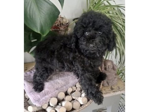 Şecereli 2 kardeş poodle