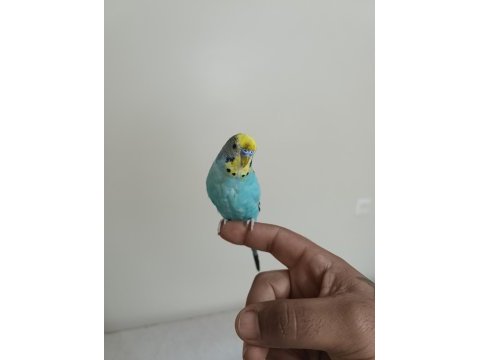 6 aylık konuşan erkek muhabbet kuşu