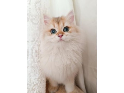 Erkek british longhair 14 aylık