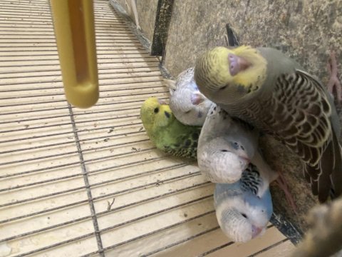 Bebek muhabbet kuşları