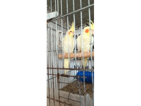 Kendi anaç kuşlarım yavruları erkek dişi tahmini verilir