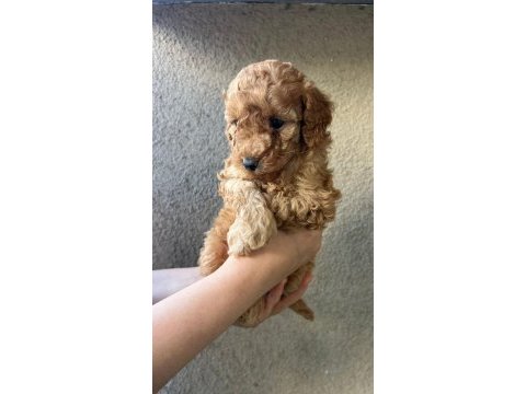 1 dişi ve 1 erkek son kalan garantili toy poodle yavrular