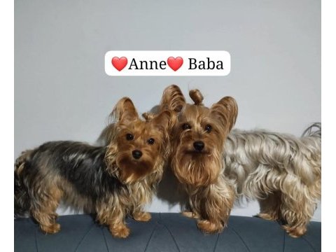 4 aylık yavru dişi yorkshire