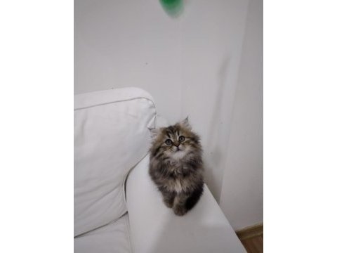 Oyuncu ve dost british longhair