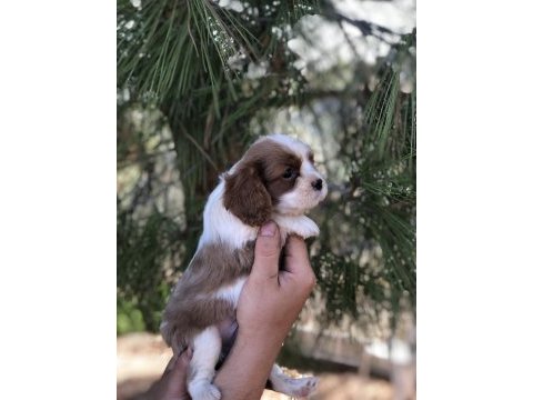 Pofuduk surat cavalier king charles