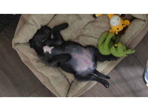 İstanbul beylikdüzünden cane corso