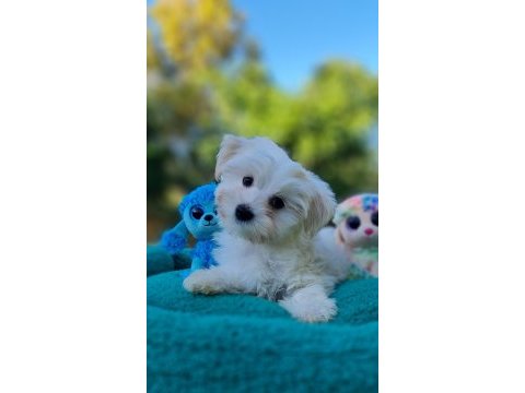 Neşe kaynağı morkie yavrularımız