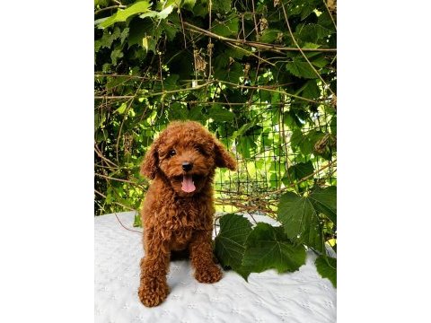 Irk garantili kore kan red brown toy poodle