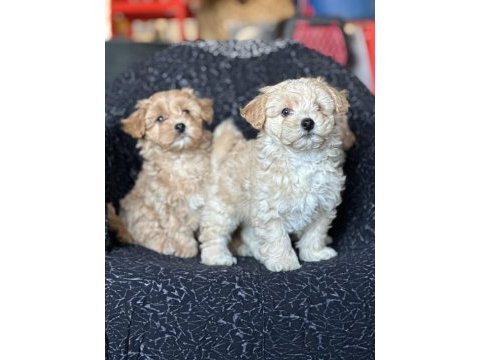 Maltipoo yavrular