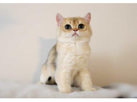En güzel golden renk british shorthair bebekler