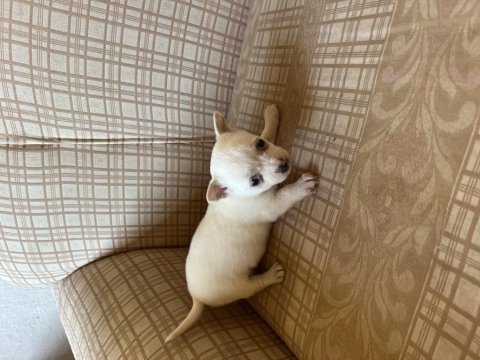 Pinscher köpekler