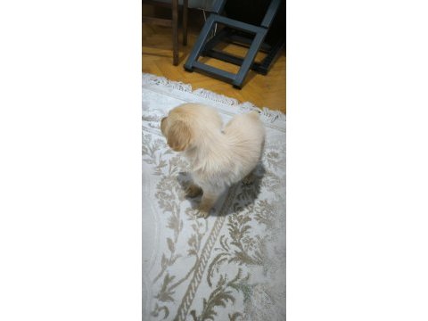 Yavru golden köpeğimiz yeni sahibini bekliyor