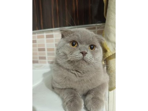1,5 yaşında scottish fold