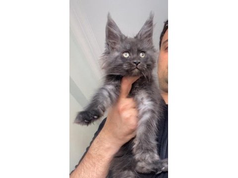 Black smoke xxxl maine coon mükemmel dişi