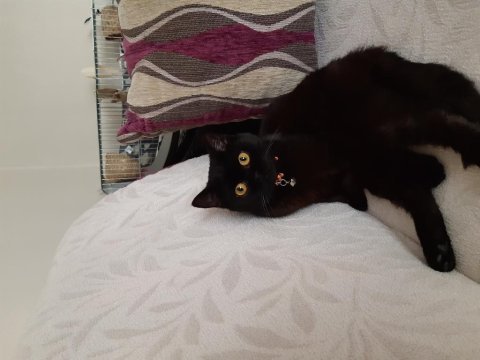 Ücretsiz sahiplendirilecek british shorthair