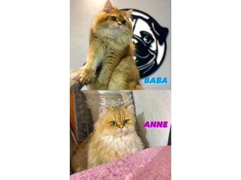 Altın serisi bebek kediler