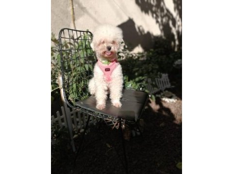 Toy poodle orjinal beyaz