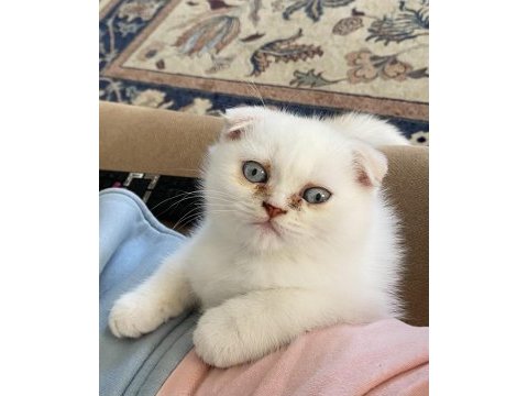 Scottish fold kedisi