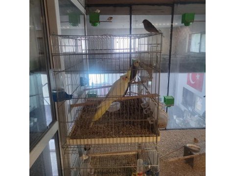 Çift sultan papağanı