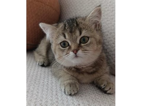 Yakışıklı yavru british shorthair