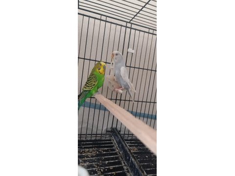 Muhabbet kuşu yeni eşleme takım