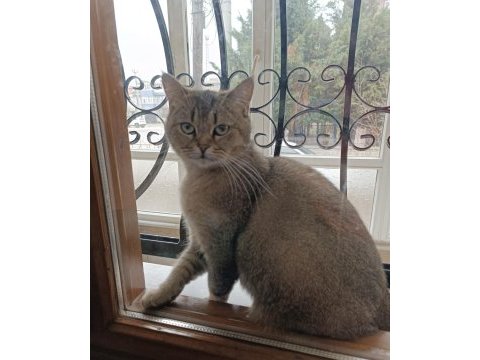 Dişi 1 yaşında british shorthair gold