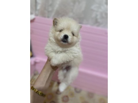 Pomeranian boo 1 ay sonra rezerve edilecektir