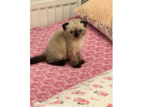 Scottish fold çikolata point dişi mamaya sahiplendirme