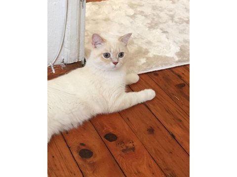 British shorthair bluepoint 1 yaşında erkek