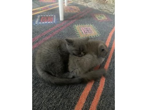 Ücretsiz sahiplendirme british shorthair