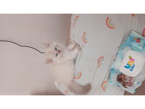 Bakalım ona hangi şanslı kedimize sahip olacak