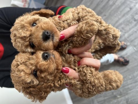 Kore anne babaya ait kıvır poodle bebekler