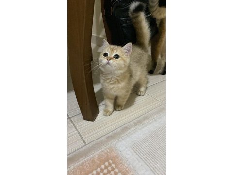 British shorthair 2,5 yaşında