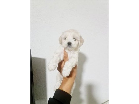 0 numara maltese terrier minnaklarım
