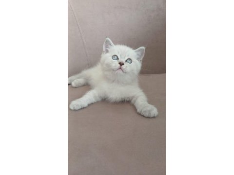 50 günlük british shorthair dişi yavru