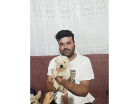 Ağustos 8 teslim çin aslanı yavrular