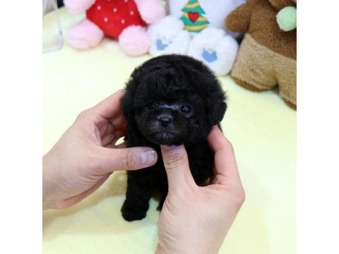 Black korean toy poodle bebeklerim