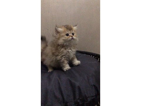 British longhair golden erkek
