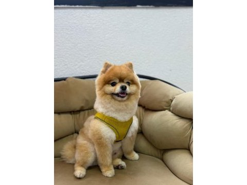 Pomeranian boo ayı surat a kalite