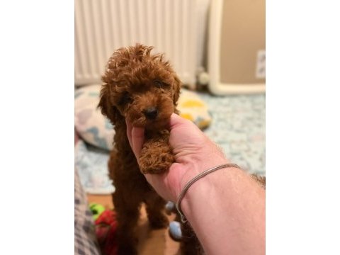 Poodle bebek köpeğimiz