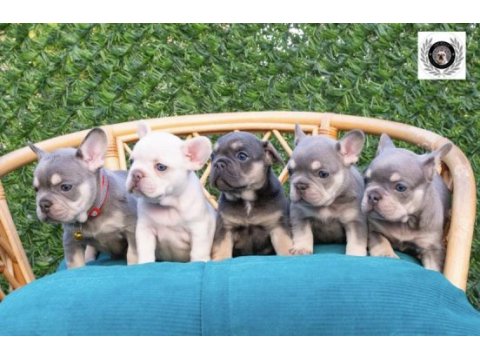 Harika fransız bulldog yavrular sizleri bekliyor