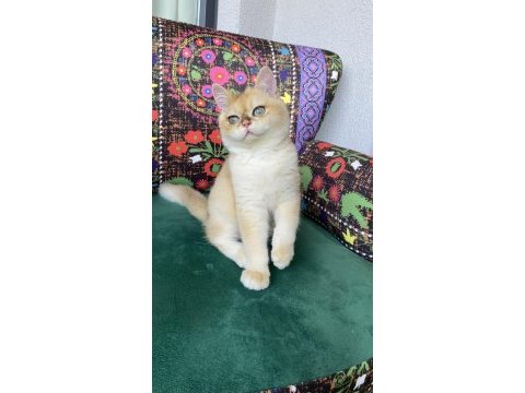 Safkan golden yavru kedimiz
