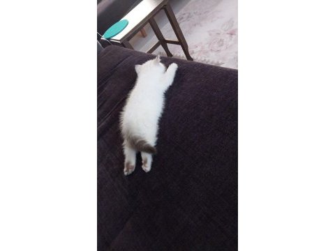 2 aylık british longhair