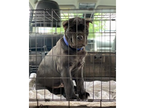 Dişi erkek cane corso kapıda ödemeli güvenli sistem