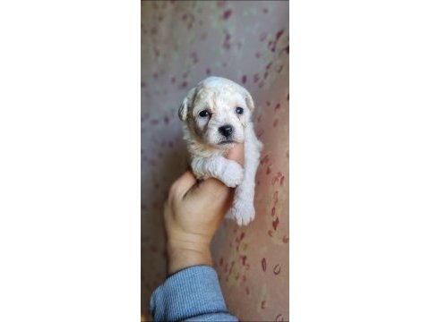 Mini boy maltipoo bebekler